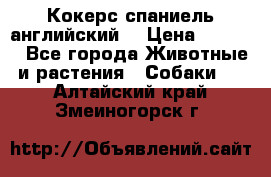 Кокерс спаниель английский  › Цена ­ 4 500 - Все города Животные и растения » Собаки   . Алтайский край,Змеиногорск г.